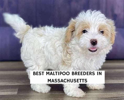 Best Maltipoo Breeders in Massachusetts! (2024) - We Love Doodles