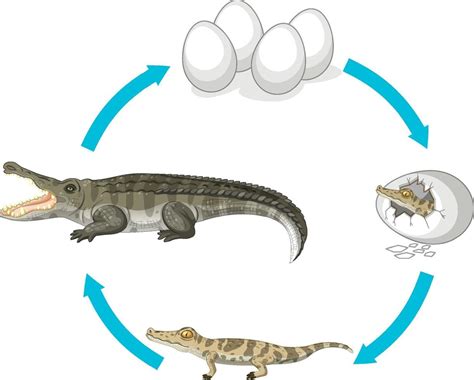 Life cycle of crocodile on white background 1945741 Vector Art at Vecteezy