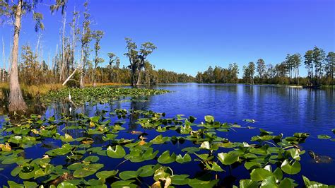 A Boat Tour of the Okefenokee Swamp | RV Repair Club