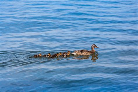 Ducklings Swim Stock Photos, Pictures & Royalty-Free Images - iStock