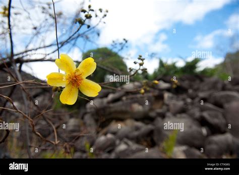 Kapok tree flower hi-res stock photography and images - Alamy