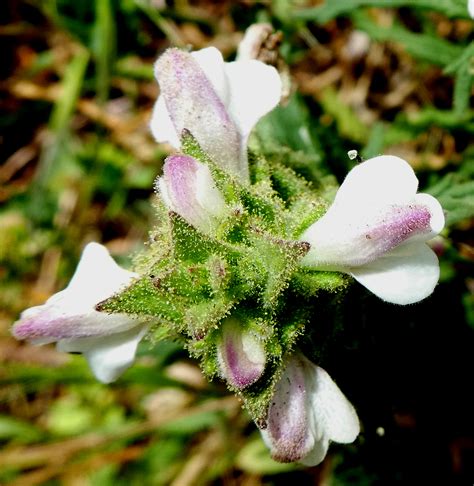 Flower Gallery :: Scrophulariaceae :: P1000651