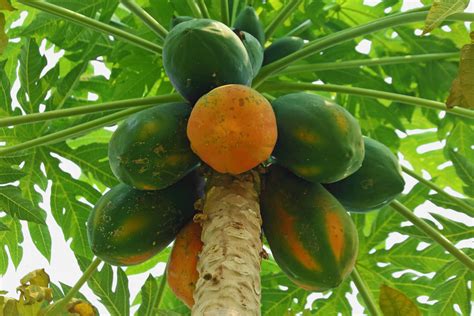 Papaya - Louie's Nursery