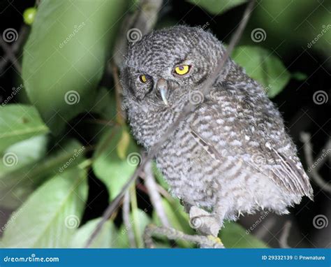 Baby Western Screech-owl stock image. Image of otus, outdoors - 29332139