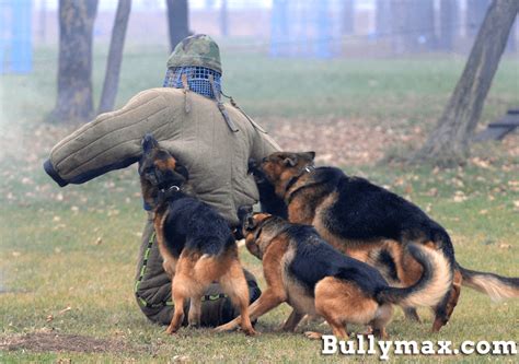 Police Dog Training | Pitbull Police dogs