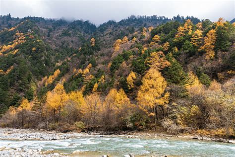 Sichuan Pandas Background Images, HD Pictures and Wallpaper For Free ...