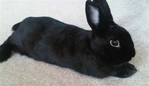 Black Rabbit Breeds | 11 Black Pet Rabbit Breeds | Hutch and Cage