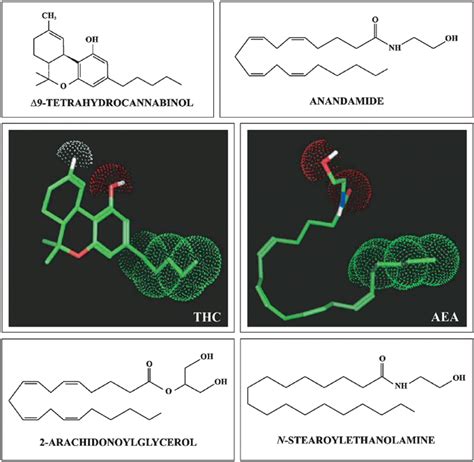 EndoCannabinoid System 101 - Cannabis Digest