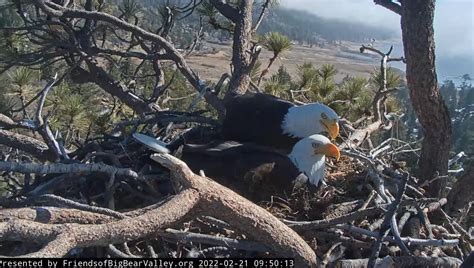 Big Bear bald eagle eggs expected to hatch soon; how to watch