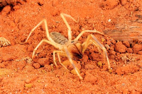 Desert Spiders