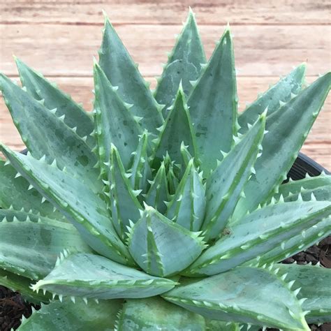 Aloe polyphylla - 2 sizes – Succulents Australia Sales