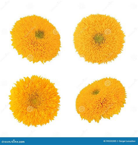 Sunflower Teddy Bear Set Isolated on a White. As Design Elements. Stock Image - Image of ...