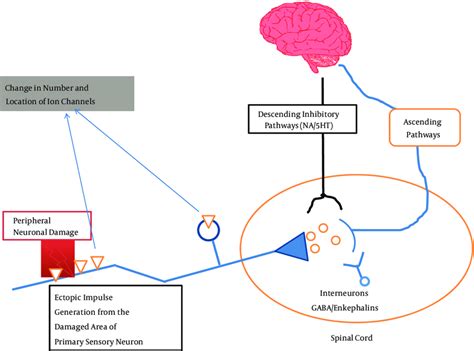 Simplified Diagram Showing the Nociceptive Pathways with the Possible ...