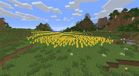 Sunflower Plains in Minecraft