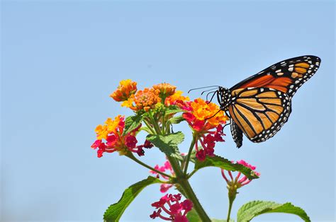 Monarch Butterfly Wallpaper - WallpaperSafari