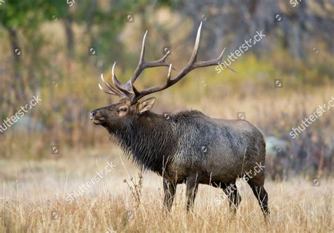 Bull Elk During Their Annual Mating Editorial Stock Photo - Stock Image | Shutterstock