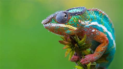 Chameleon Wallpapers - Wallpaper Cave