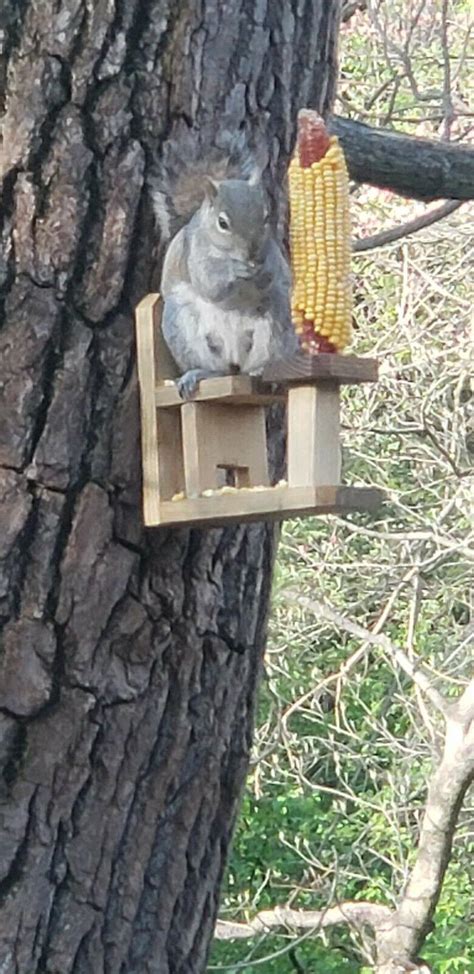 Handmade Wooden Squirrel feeder chair and table