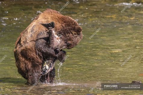 Grizzly bear fishing in river and holding fish — wild, fur - Stock Photo | #266526414