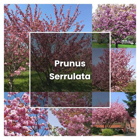 How to Grow Prunus Serrulata - Plant Care & Tips | NorwichGardener