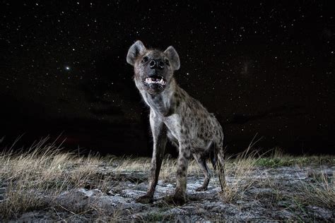 Spotted Hyena At Night, Liuwa Plain National Park, Zambia Photograph by Will Burrard-lucas ...