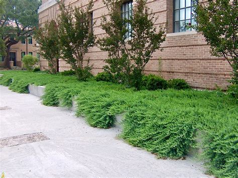 Buy Juniper Blue Pacific - 30 Live Plants - Drought Tolerant Cold Hardy Evergreen Ground Cover ...