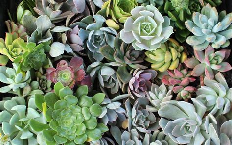 Desktop Succulents Wallpapers - Wallpaper Cave