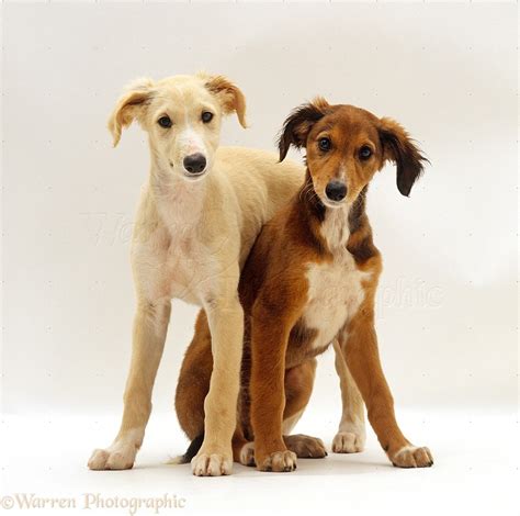 Dogs: Saluki pups photo WP24177