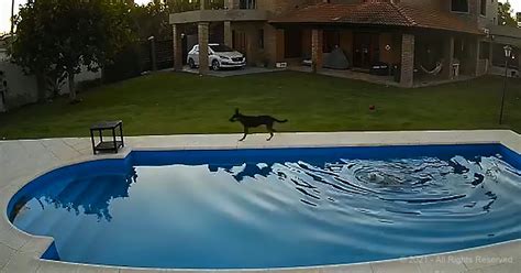 Blind senior dog falls in the pool and her heroic pup friend leaps to the rescue – Pet Buzz