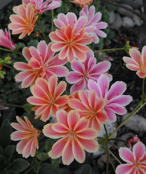 Lewisia 'Pastel Shades' - Riverside Garden Centre