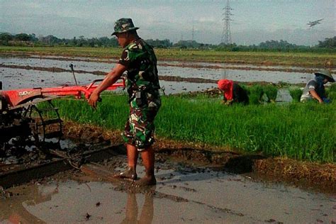 Gambar Traktor Di Sawah – cari