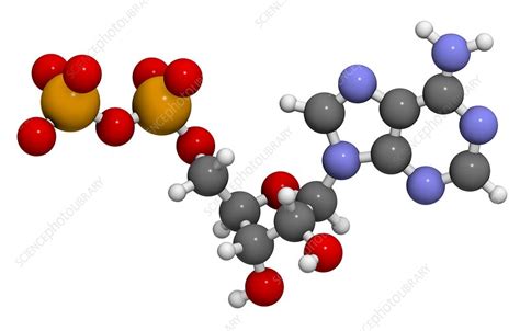 Adenosine diphosphate molecule - Stock Image - F010/6749 - Science ...