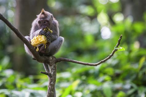 A Young Macaque Monkey Eating Jackfruit Photograph by Fat Tony - Pixels