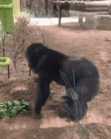 Tusareve Monkey GIF - Tusareve Monkey Crazy - Discover & Share GIFs