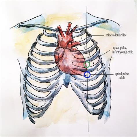 Auscultation of the Apical Pulse – Introduction to Health Assessment ...