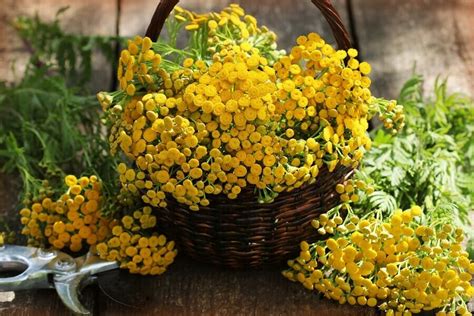 Tansy Flower Meaning, Popular Types, and Uses - Petal Republic