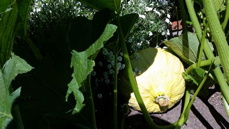 Community Garden plants - San Rafael