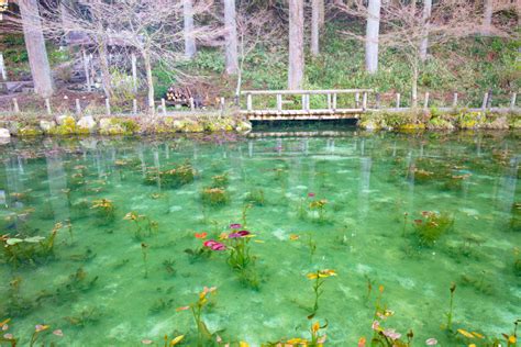 Monet's Pond: The Pond Where Art Comes to Life | Amusing Planet