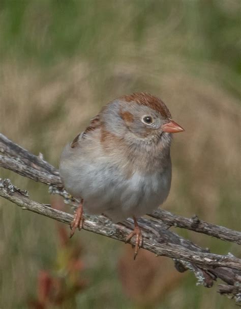 Identification of 11 Sparrow Species: a Photographic Guide | Miles Hearn