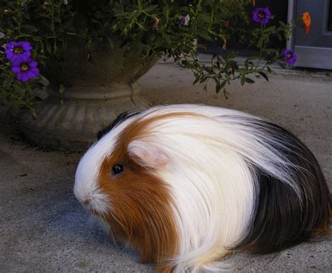 Silky Guinea Pigs Cute silkie guinea pig Baby Guinea Pigs, Guinea Pig ...