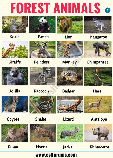 Forest Animals: List of Animals That Live in the Forest with ESL Pictures! - ESL Forums