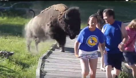 Boise Woman Attacked By a Bison in Yellowstone National Park