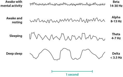 What Are the 4 Types of Brain Waves? - star-planete.net