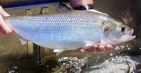 American Shad (Alosa sapidissima) | U.S. Fish & Wildlife Service