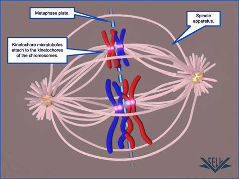 VCAC: Cellular Processes: Meiosis: First Look