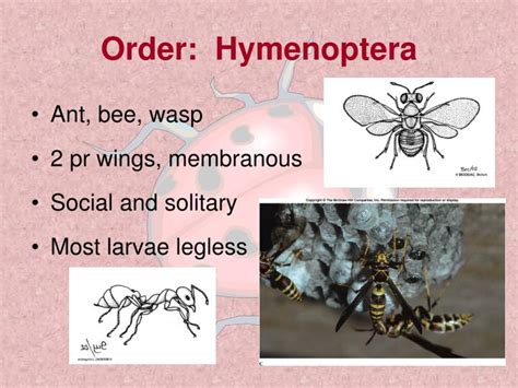 PPT - Order: Hymenoptera PowerPoint Presentation, free download - ID:1454142