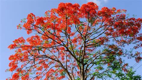 Brachychiton 'Illawarra Flame Tree' 8" Pot - Hello Hello Plants