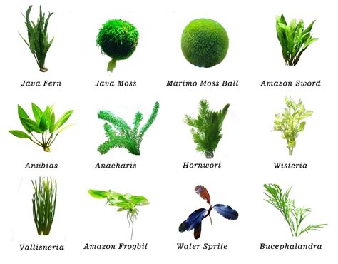 What Are the Best Plants for Betta Fish Aquaponics - Hygger