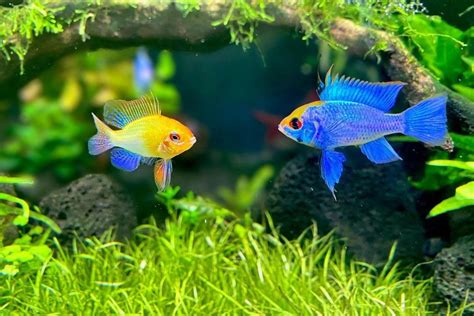 Electric Blue Ram Cichlid: Care, Behavior, Feeding, & More