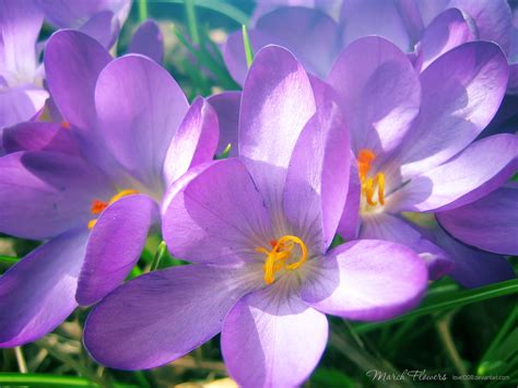 March Flowers 5 by love1008 on DeviantArt